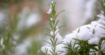 The Best Cold Hardy Rosemary Varieties - gardenerspath.com - Usa