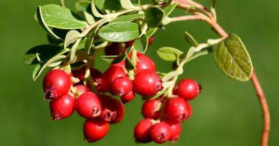 The Best Types of Cranberries to Grow Your Own - gardenerspath.com - Usa - Turkey