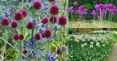 18 Best Allium Varieties | Ornamental Onion Types - balconygardenweb.com