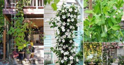 21 Fast Growing Creepers and Vines - balconygardenweb.com