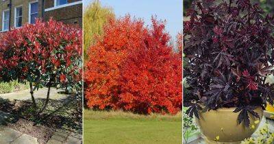 21 Stunning Trees With Red Leaves - balconygardenweb.com