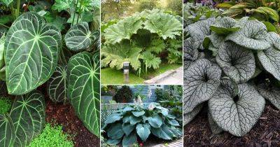 28 Big Leaf Outdoor Plants | Large Foliage Plants - balconygardenweb.com - India