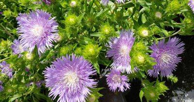 How to Grow and Care for Stokes’ Asters - gardenerspath.com - Usa