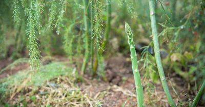 Why Is My Asparagus Ferning Out? - gardenerspath.com