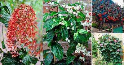 16 of the Best Clerodendrum Varieties - balconygardenweb.com - China - Japan - Indonesia