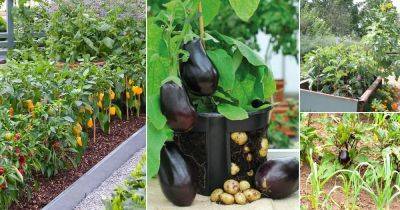 31 Best Companion Plants for Eggplants | What to Plant Next to Eggplant - balconygardenweb.com