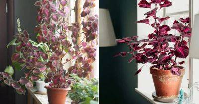 How to Grow Coleus as a Houseplant | Growing Coleus Indoors - balconygardenweb.com