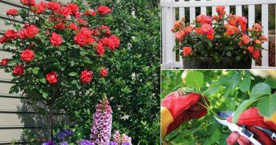 12 Fantastic Tips to Make Roses Bloom - balconygardenweb.com