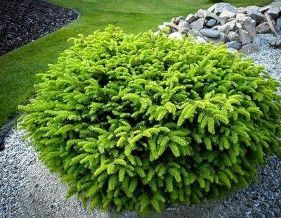 13 Different Types of Spruce Tree | Spruce Tree Varieties | - balconygardenweb.com - Usa - Norway