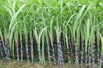 How to Grow Sugarcane | Sugarcane Growing Method - balconygardenweb.com - Usa - India