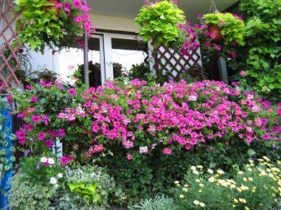 Best plants for Balcony Garden - balconygardenweb.com