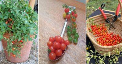 How to Grow Spoon Tomatoes (World's Smallest Tomatoes) - balconygardenweb.com -  Florida