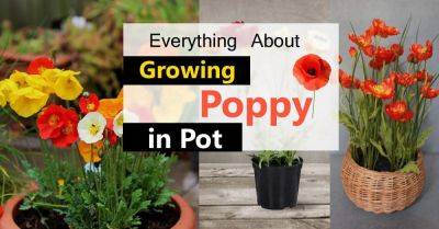 Growing Poppies In Pots | Care & How To Grow Poppies In Containers - balconygardenweb.com -  California