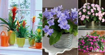 27 Best Flowering Houseplants | Indoor Plants that Bloom - balconygardenweb.com