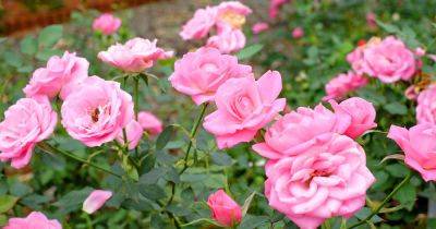 23 Eco-Friendly Roses for Chemical-Free Growing - gardenerspath.com