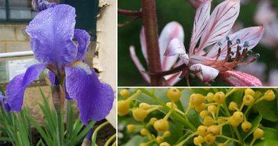 13 Best Scented Flowers That Smell Like Lemon & Orange - balconygardenweb.com - South Africa
