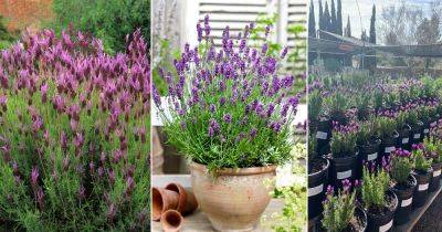 Is Lavender a Perennial or Annual | 12 Best Perennial Lavender Varieties - balconygardenweb.com