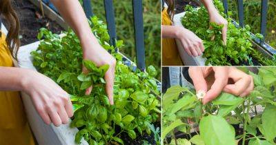 Why and How To Prune Herbs | Everything About Pruning Herbs - balconygardenweb.com