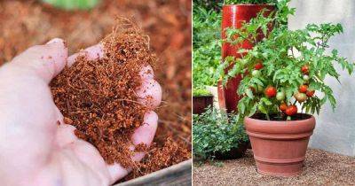 According to a Chinese Study Use Coco Peat for Bumper Tomato Harvest - balconygardenweb.com - China