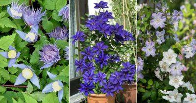 20 Best Clematis With Blue Flowers - balconygardenweb.com