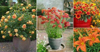 78 Best Types of Orange Flowers | Eye-Catching Orange Flower Names - balconygardenweb.com