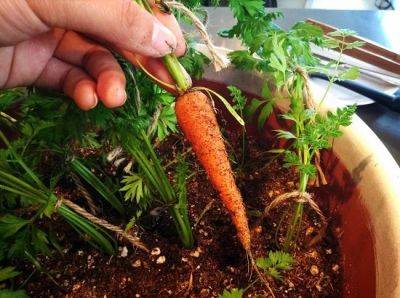 Growing Carrots on Balcony | Planting Carrots in Containers - balconygardenweb.com