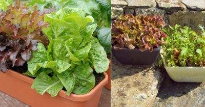 Growing Lettuce In Containers | How To Grow Lettuce In Pots - balconygardenweb.com