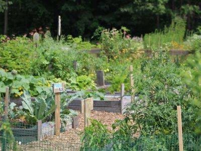 Economic Benefits Of Community Gardens And Green Spaces - gardeningknowhow.com