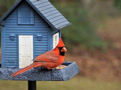 Common Birds In The Ohio Valley And Central Midwest - gardeningknowhow.com - Usa - Canada