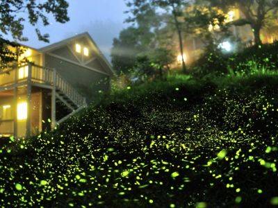How Light Pollution Causes Firefly Population Decline - gardeningknowhow.com - Malaysia