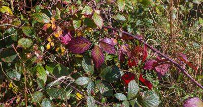 All About Brambles: The Many Marvelous Plants in the Rubus Genus - gardenerspath.com