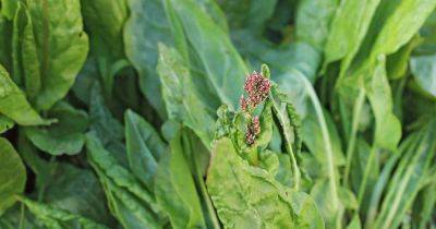 How to Plant and Grow Sorrel - gardenerspath.com