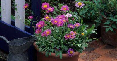 Tips for Growing Asters in Containers - gardenerspath.com