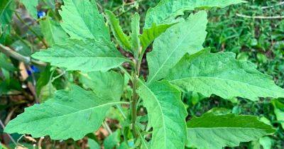 How to Grow and Use Epazote Herb | Gardener's Path - gardenerspath.com - Mexico - Guatemala