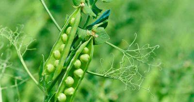 17 of the Best Shelling Pea Varieties to Grow in Your Garden - gardenerspath.com - Britain -  Alaska