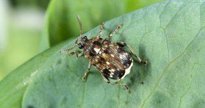 How to Identify and Control Pea Weevils - gardenerspath.com - Usa - Canada - Australia