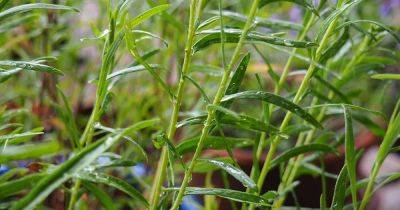 How to Grow and Care for French Tarragon | Gardener's Path - gardenerspath.com - France - Russia