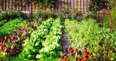 Homegrown Vegetables High in B Vitamins - gardenerspath.com