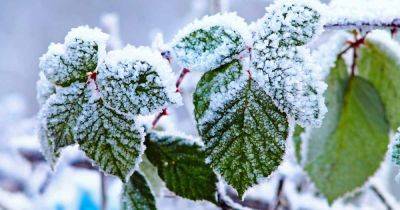 How to Prepare Boysenberry Bushes for Winter - gardenerspath.com -  Alaska