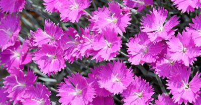 How to Grow and Care for Firewitch Dianthus - gardenerspath.com