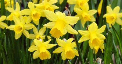 7 Reasons Why Daffodil Foliage Turns Yellow - gardenerspath.com