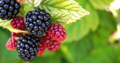 Tips for Growing Blackberries in Containers - gardenerspath.com