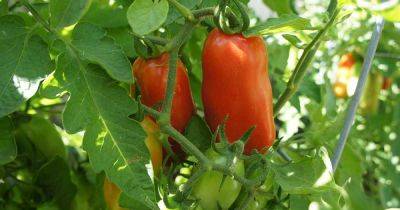 Tips for Growing San Marzano Tomatoes - gardenerspath.com - Usa - Britain - Italy