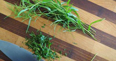 When and How to Harvest Tarragon - gardenerspath.com - France