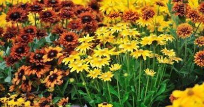 The 15 Best Perennials for Fall Color | Gardener's Path - gardenerspath.com - New York