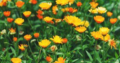 Common Calendula Pests: Does Pot Marigold Attract Pests to the Garden? - gardenerspath.com