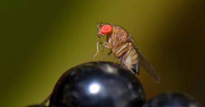 Organic Control of the Spotted Wing Drosophila - gardenerspath.com - Usa - Canada -  California - Mexico