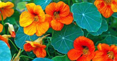 Should I Deadhead My Nasturtium Plants? - gardenerspath.com