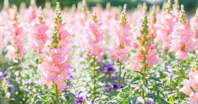 How to Grow Snapdragons from Seed - gardenerspath.com