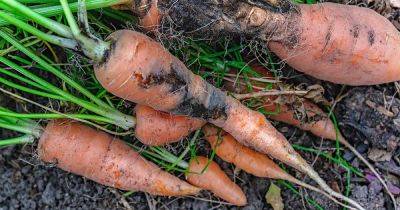 How to Identify and Control Carrot Pests - gardenerspath.com